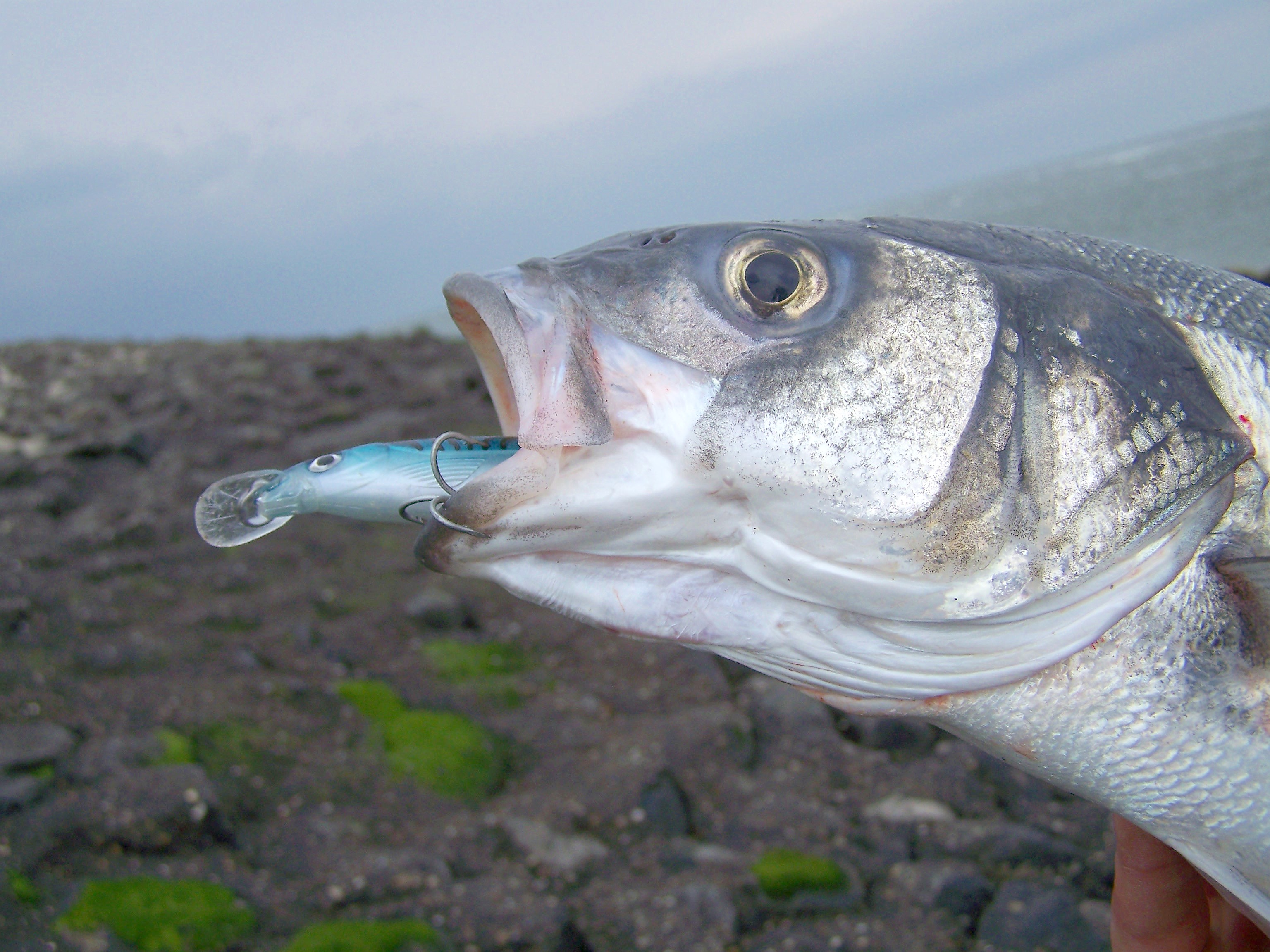 Modernes Spinnfischen auf Wolfsbarsch