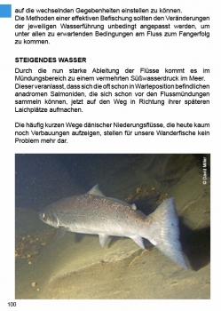 Fluss-Strategie Meerforellen